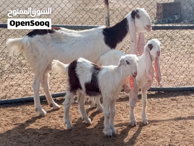 للبيع حجازيات فواخر مستوردات