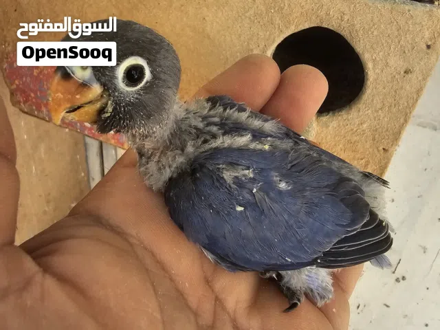 افراخ غندور