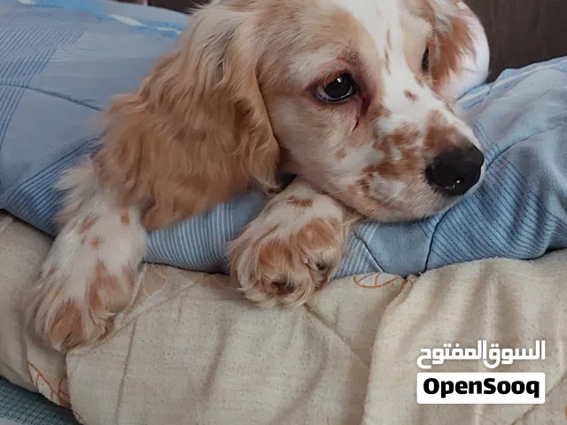 جرو اسبانيل كوكر Spaniel Cocker Puppy