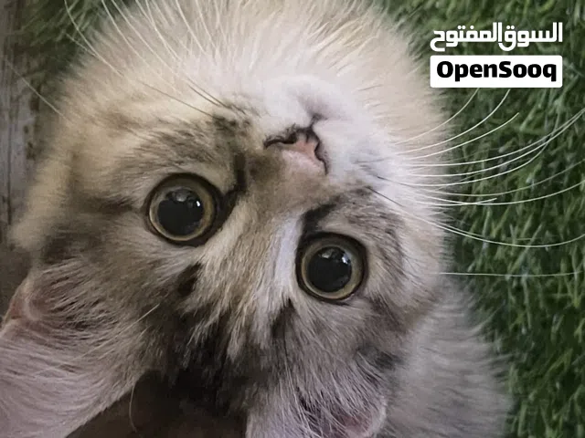 قطه هملايا