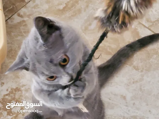 قطط للتبني مجانا - Cats for adoption free