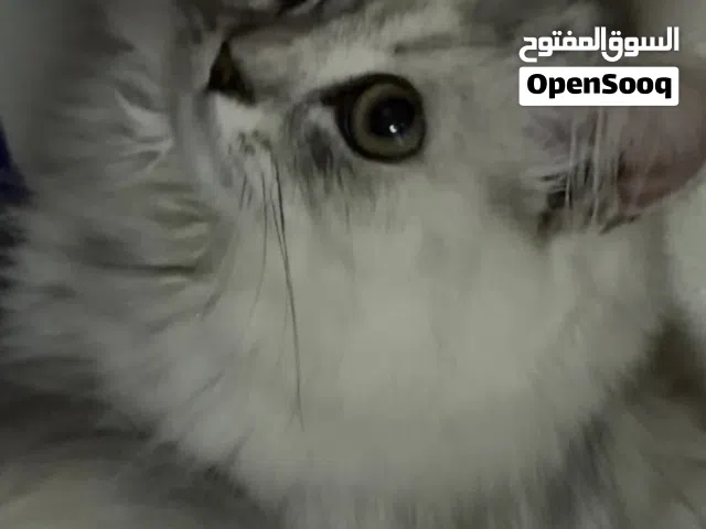 قطوه للبيع قابل للتفاوض