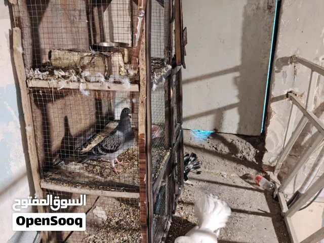حمام مع القفص زوج شرط التبزير مع زاجل بيع مستعجل