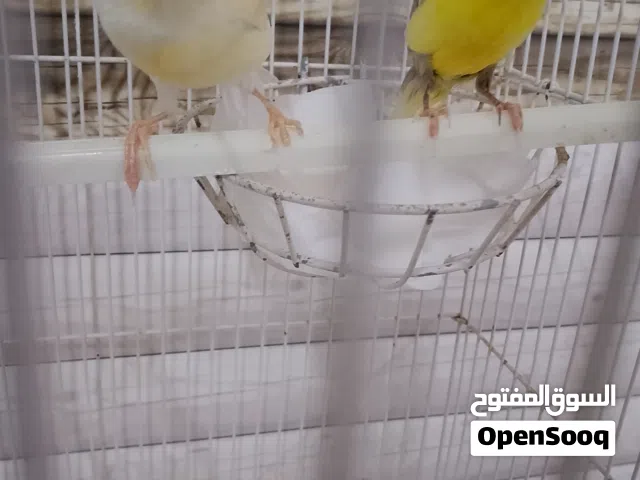 للبيع مجموعة من الطيور