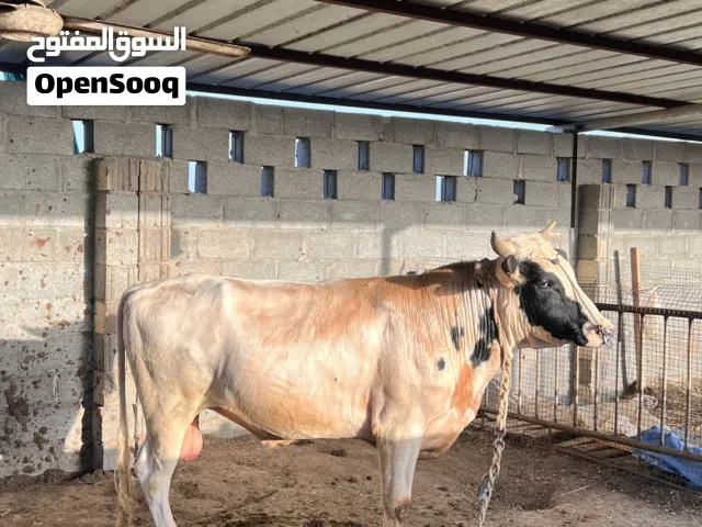 عجل نمساوي