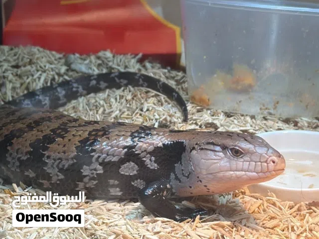 Adult Female Blue Tongue Skink