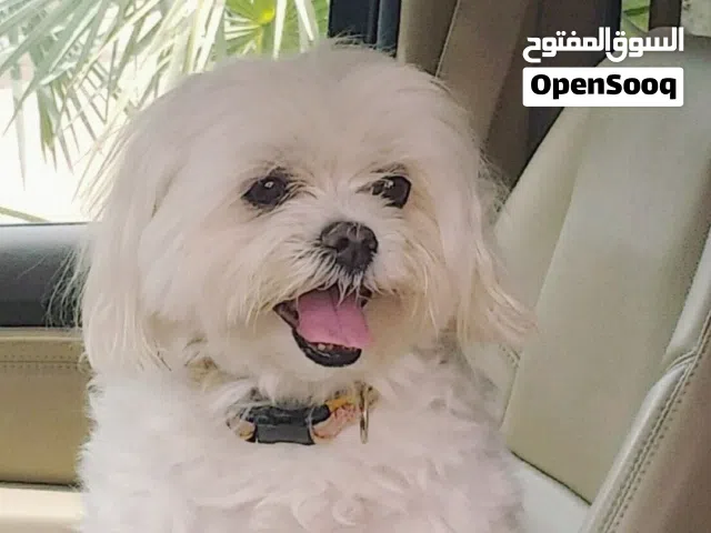 كلب المالتيز كلب لطيف جدا م يوصخ ابدا  يفهم عليك بعض الأشياء  ب 3000الف درهم  قابل