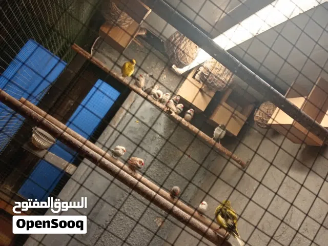 طيور فناجس وكناريات للبيع