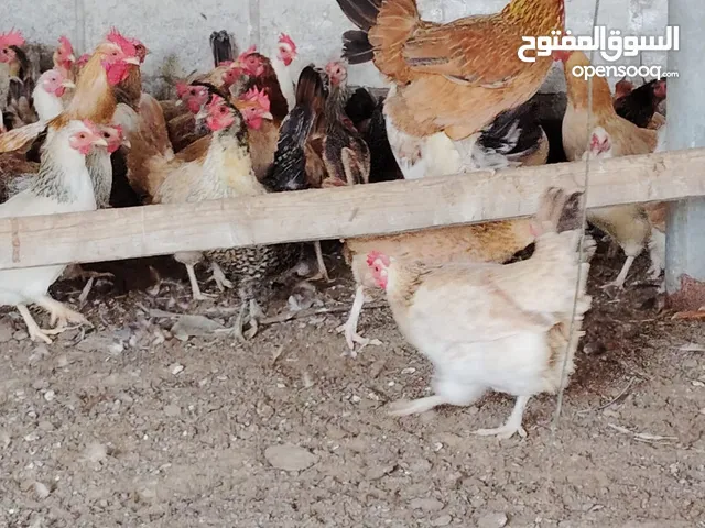 دجاج للبيع / تربية / مزارع