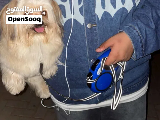 الكلب ماخذ كل تلقيحاته معه جوازه و كلشي و الكلب نضيف و لعوب و مرح و يحب يلعب معه الأطفال و كلشي