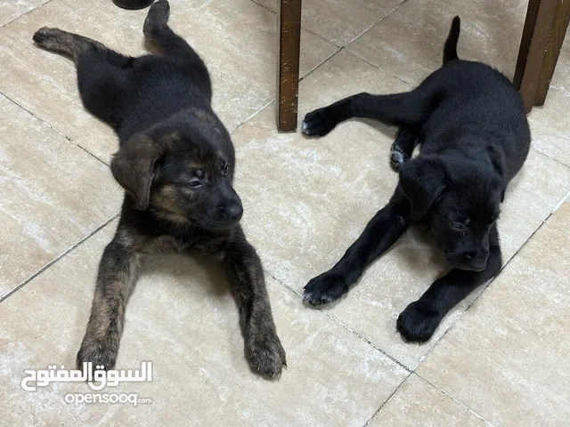 German Sheppard and Golden Retriever Mix Breed Puppy