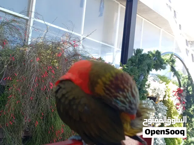 لوري زيتوني