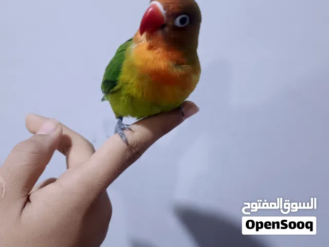 غندورة فشر اليف