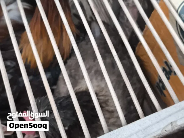 دجاج عرب وكويتي للبيع