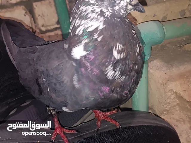 زوج حمام للبيع