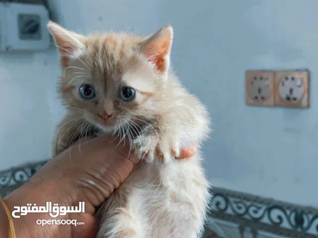 قطط بيرشن عمر شهرين ونص سعر400