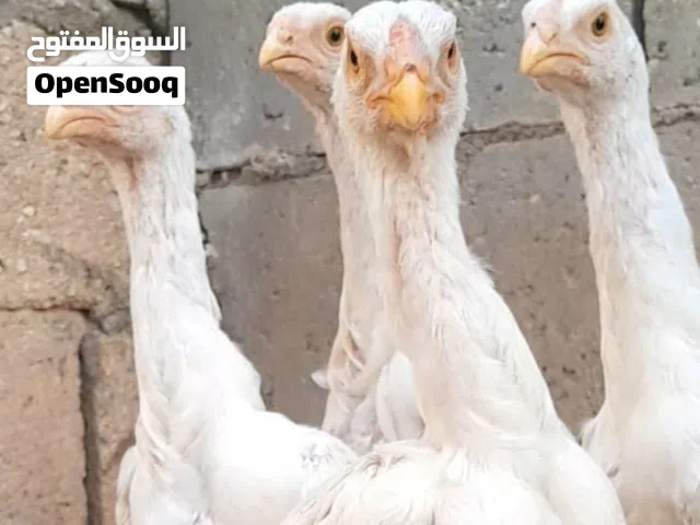 صيصان باكستاني