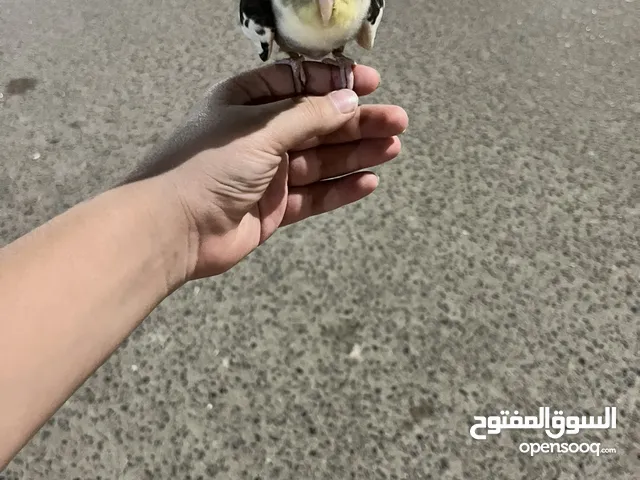 للبيع كروان ربوه او تبديل مع ترمه