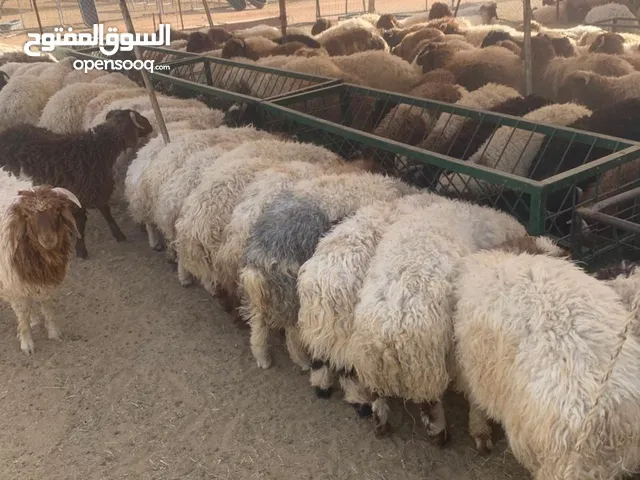 نعيمي أردني أوزان مختلفة في المزاحمية طريق جو والخرج ومكة والباحة وتبوك أسعار مناسبة للتفريد والجملة
