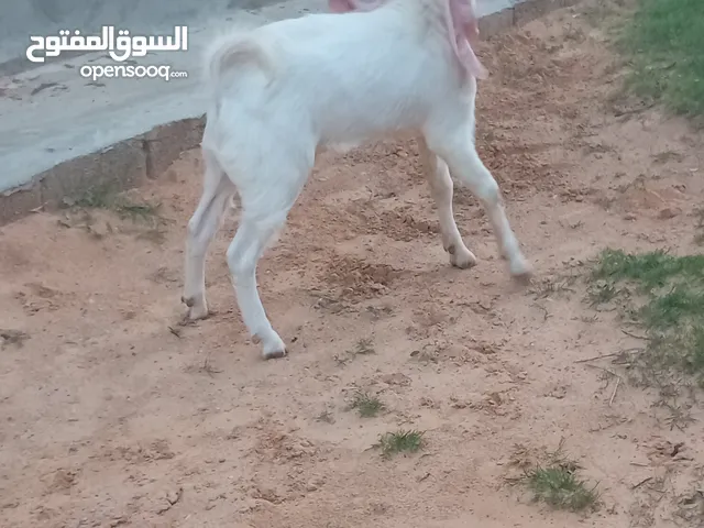 السلام عليكم اقرأ الوصف