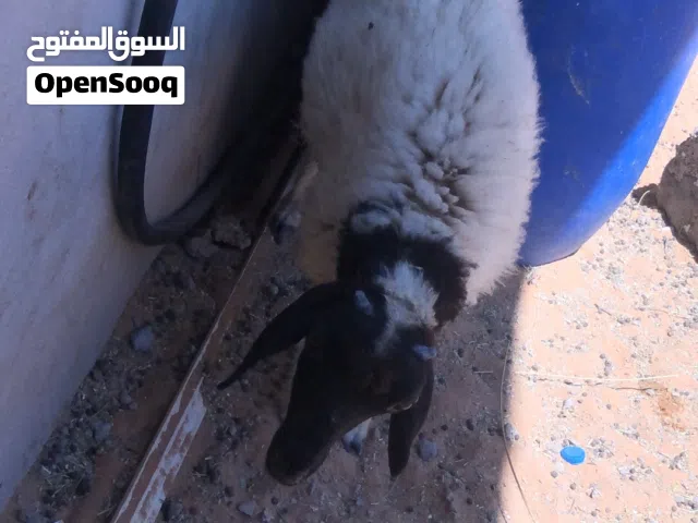 السلام عليكم خروف ربي يبارك عمره من 3لي 4شهور خروف مشالله