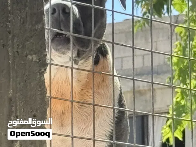متوفر كلب بيتبول تيرير