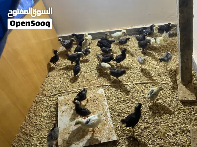 متوفر كتكوت عربي عمر شهر  كتكوت نظيفه ربي يبارك عدد41