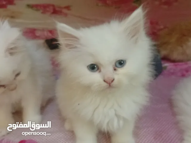 Persian kittens for sale