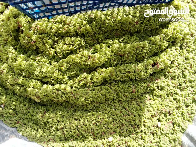 بسم الله توكلنا على الله متوفر أزولا. النوع نيولوتيكا. الغنية عن التعريف علف بديل للطيور