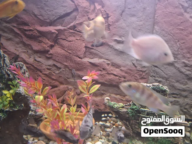 fishes for sale
