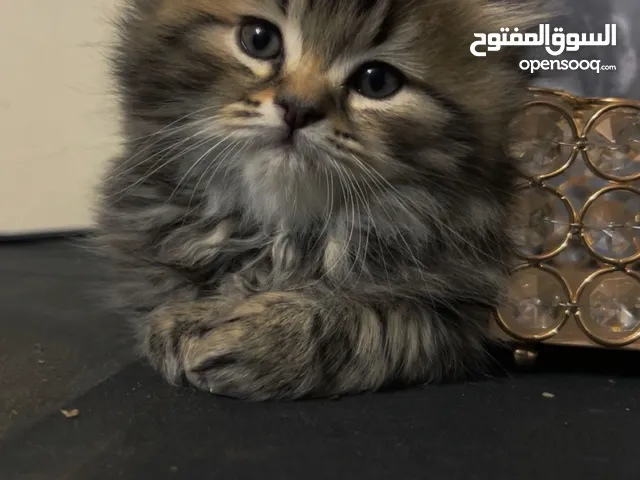 كتن ذكر عمره شهرين نظيف وهادي وبحب يلعب