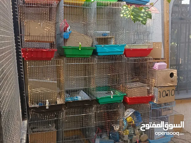 ااقفاص عصافير
