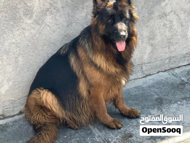 كلب جيرمن العمر سنه نثيه