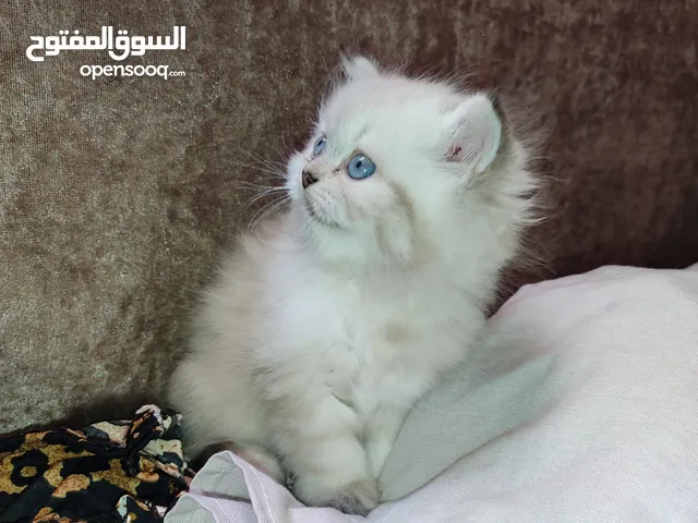 هيمالايا شوكلت