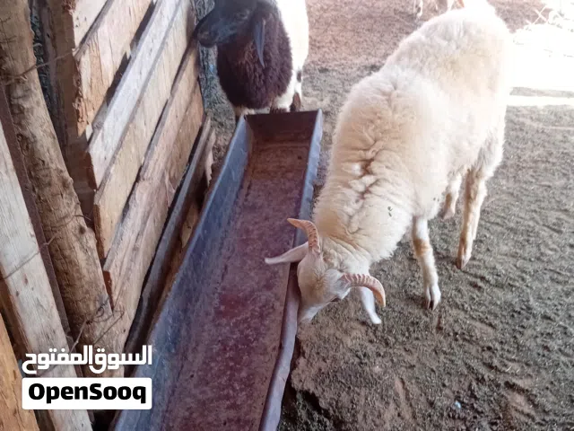 السلام عليكم  عدد 2حوالة الله يبارك بسم الله مشاءالله ومع الشاري منقصروش