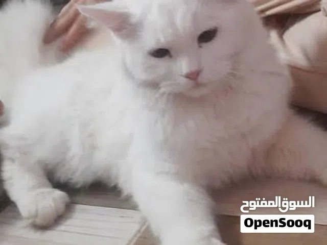 للتبني قطة تركي مع أطفالها الرضع
