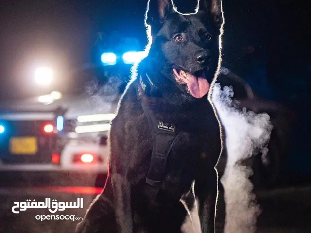 سلام عليكم ورحمة الله و بركاته يوجد لدينا تدريب كلاب طاعه و شراسه تابع الوصف مهم جداً