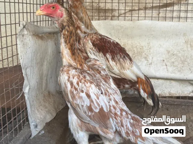 شامو الماني بيور