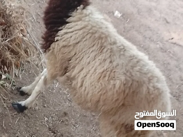 خروف مشاالله