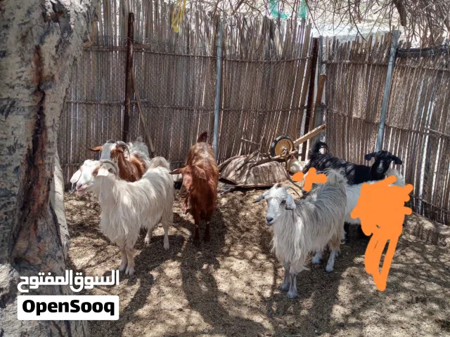مجموعة أغنام للبيع بالجمله فقط
