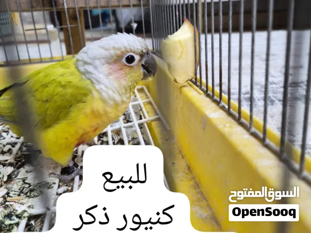 كنيور رد فاكتور