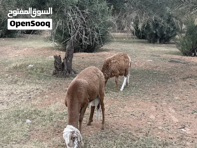خرفان سودانيات