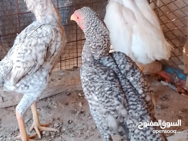 جاج فرختين وديك