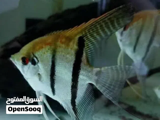 انجل طفرة سموكي