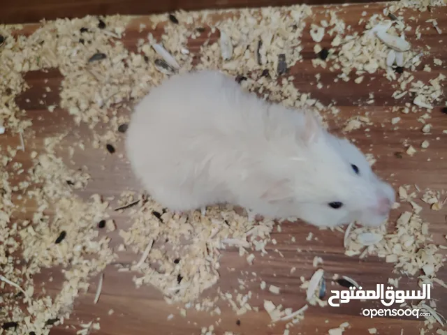هامستر لونغ هير