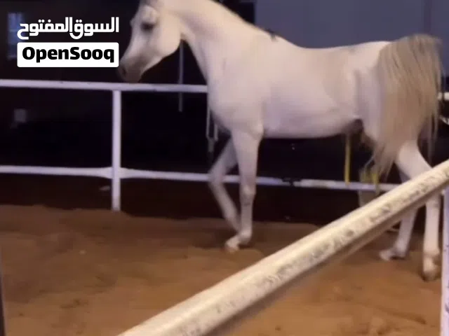 فحل جمال واهو
