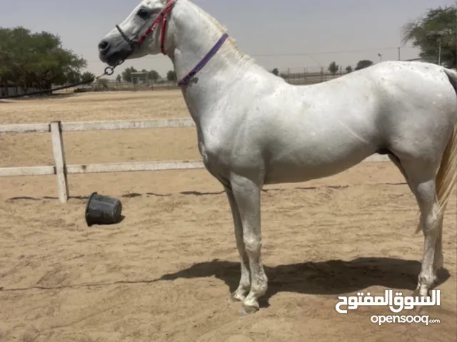 مطلوب حصان بولش او مكس مايكبش ومايرقص