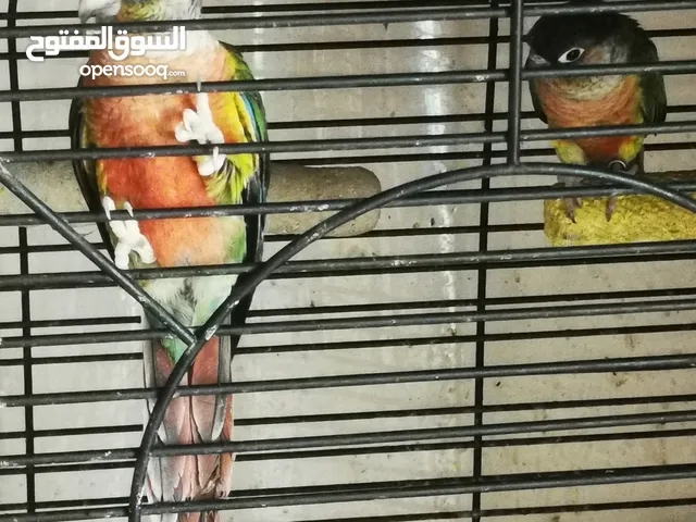 Green cheek conure with red factor