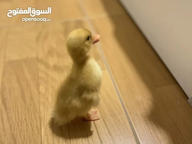 بط صغير للبيع مع القفص والاكل
