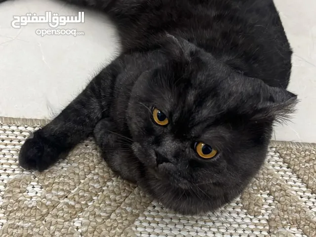قط للتزاوج ، cat for mating